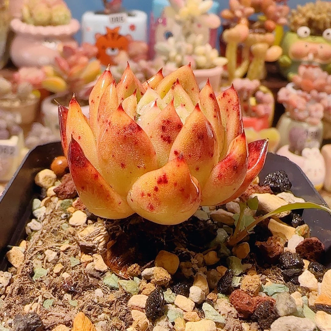 T麦秆。     盆口5cm