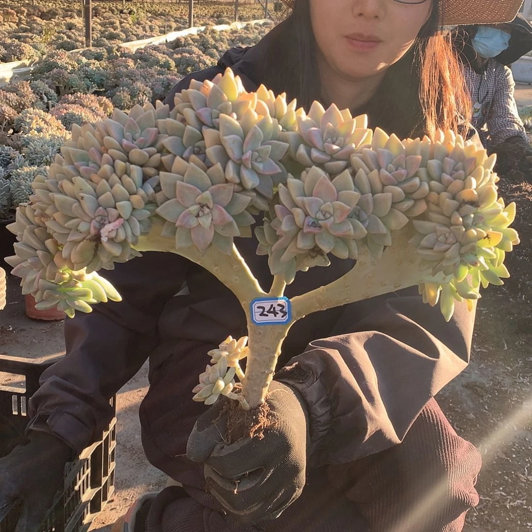 243 淡雪缀 一物一拍