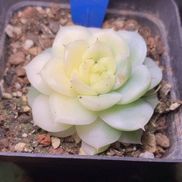 a110锦播种有张叶子被蜗牛亲了一口