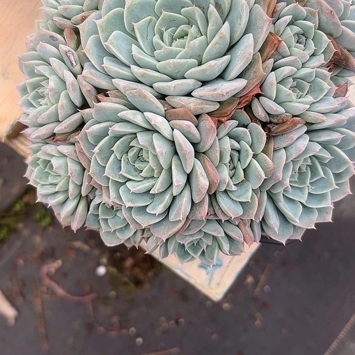 酷***号1174一颗88888888