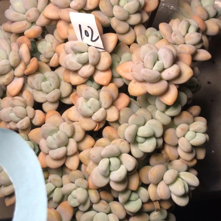 楊*102/////////////////