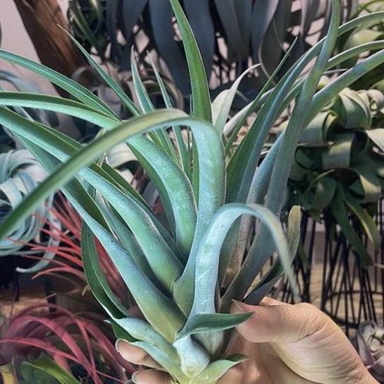 小***远卡比65号空气凤梨