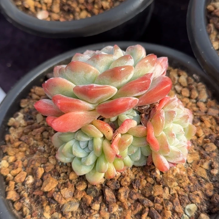 11厘米左右一物一拍的