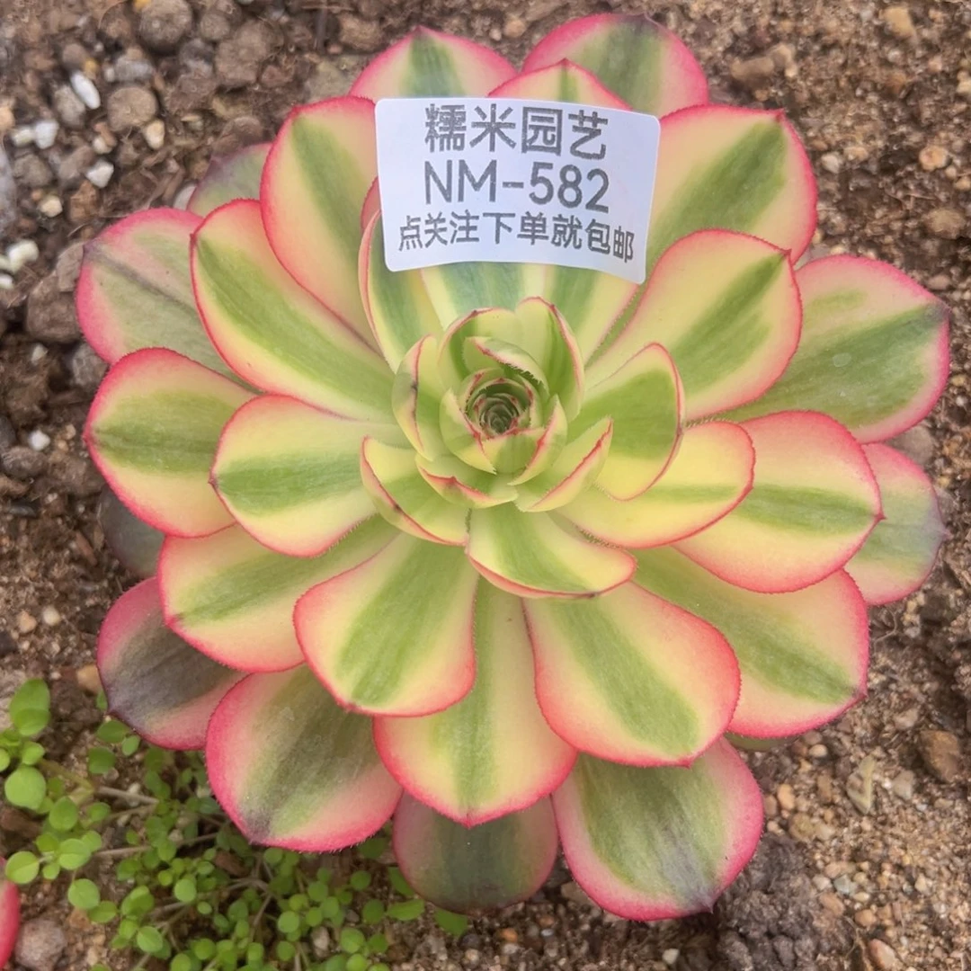 荔枝多肉植物582