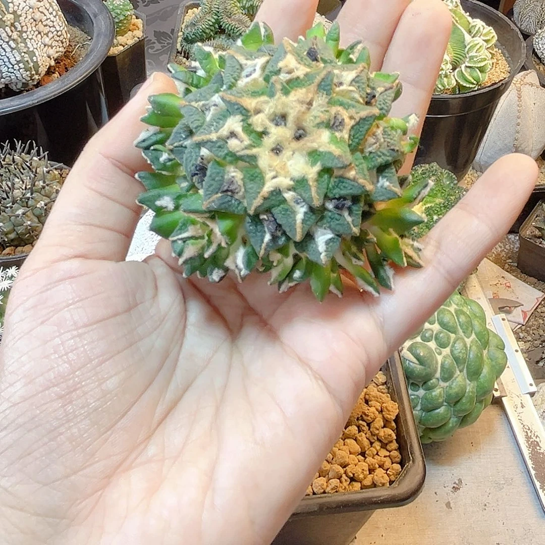 晚15号根芽黑牡丹群6.4公分