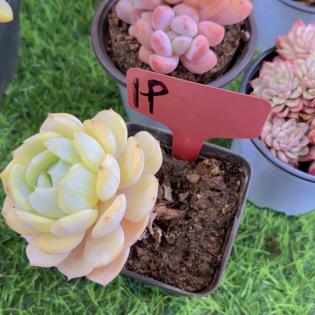 ?我的小可爱们都好可爱