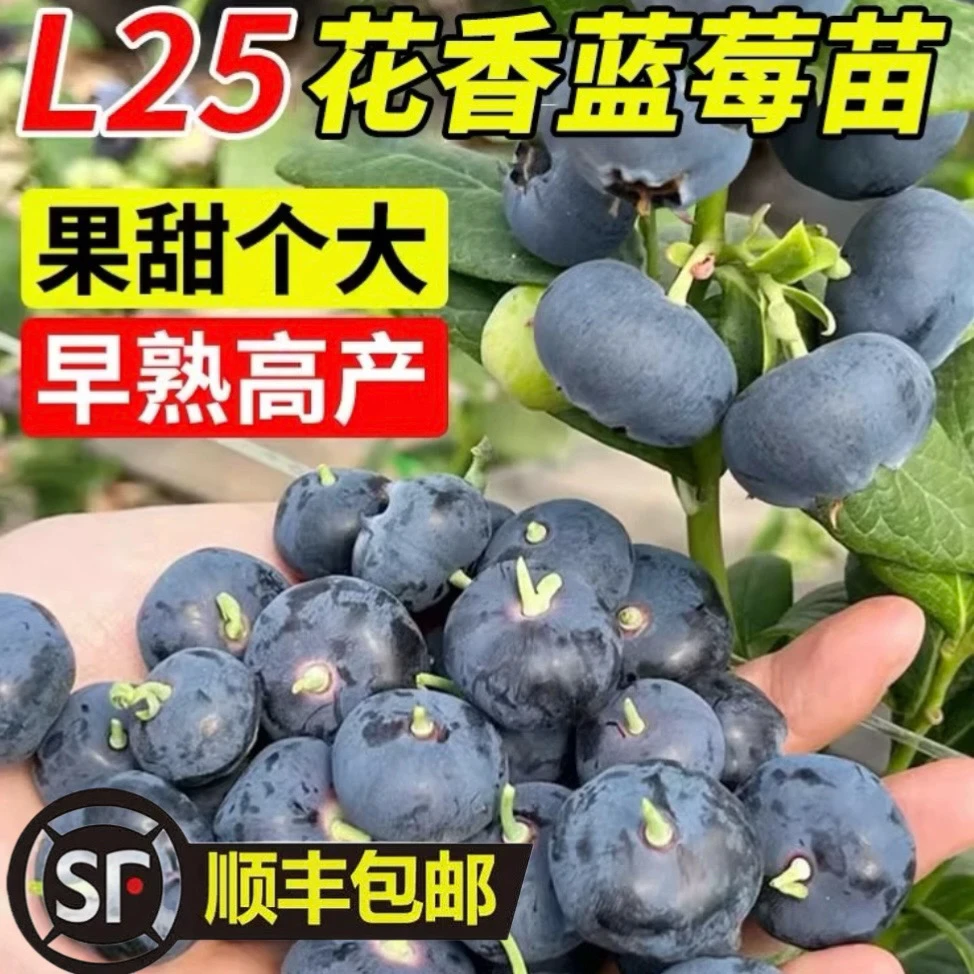 L25蓝莓盆栽3加仑带花带果发货云南基地直发