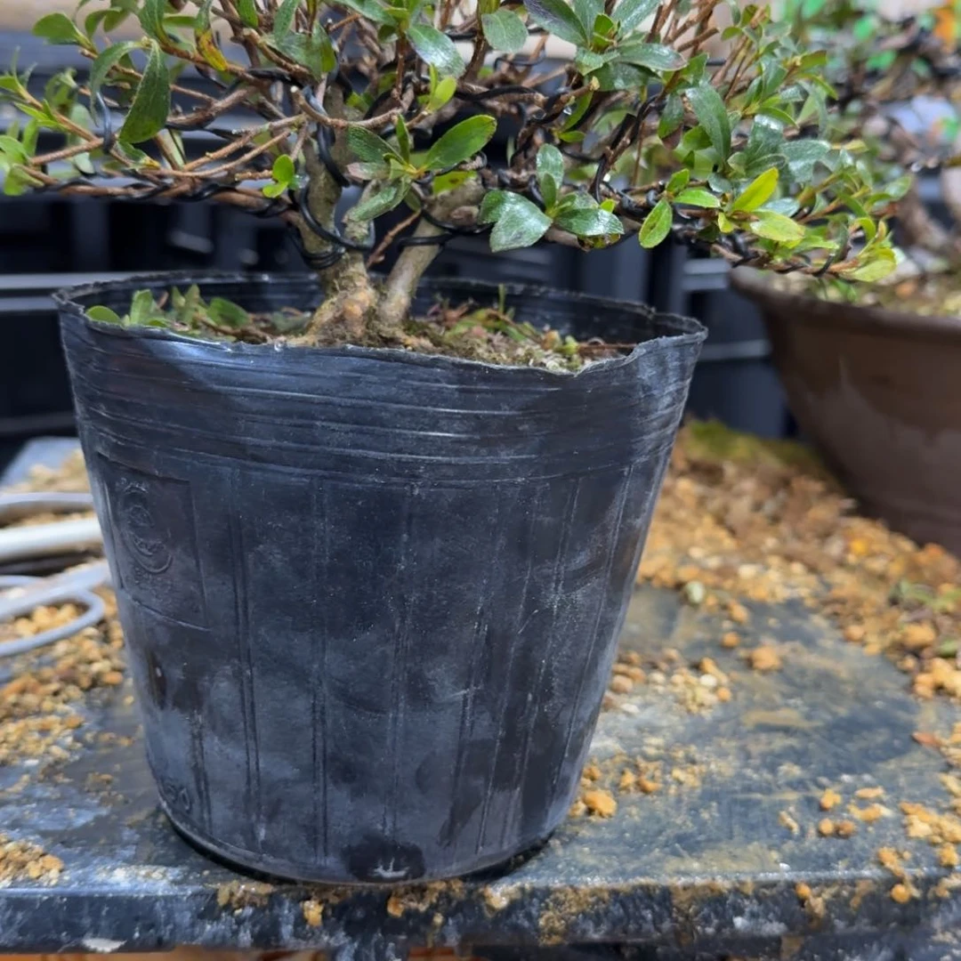 盆景盆景松镜顺丰到付