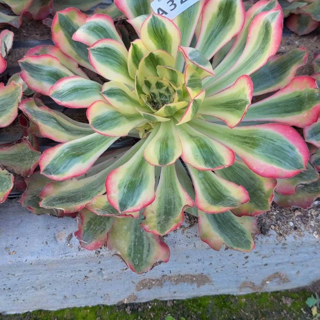 *****325爱丽丝。多肉植物