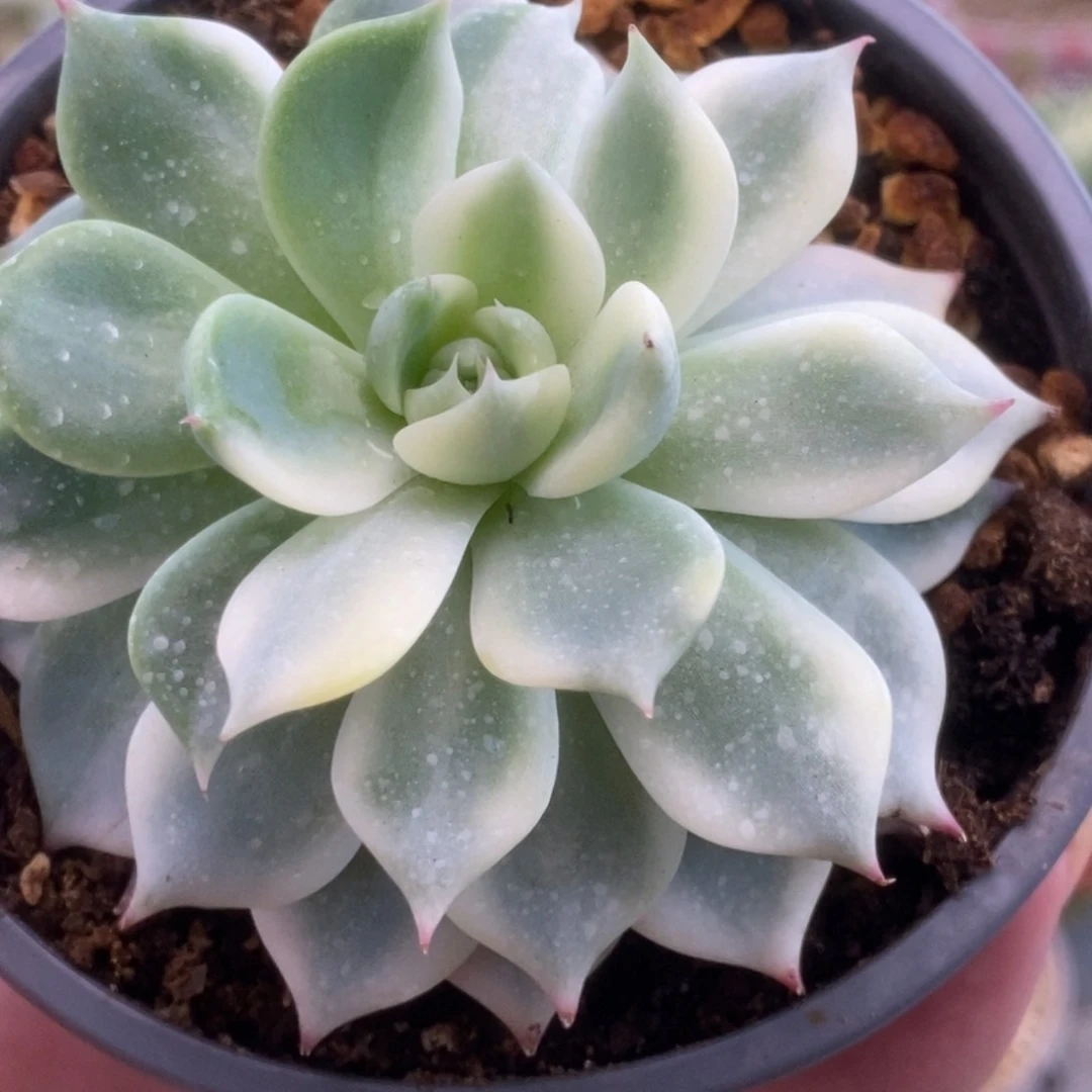 059锦锦锦锦锦锦锦锦锦