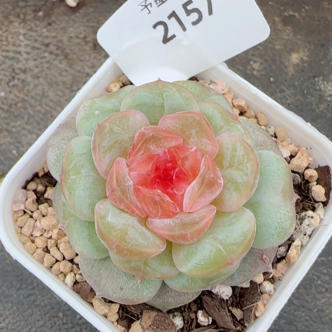 红心孤品，2157多肉植物