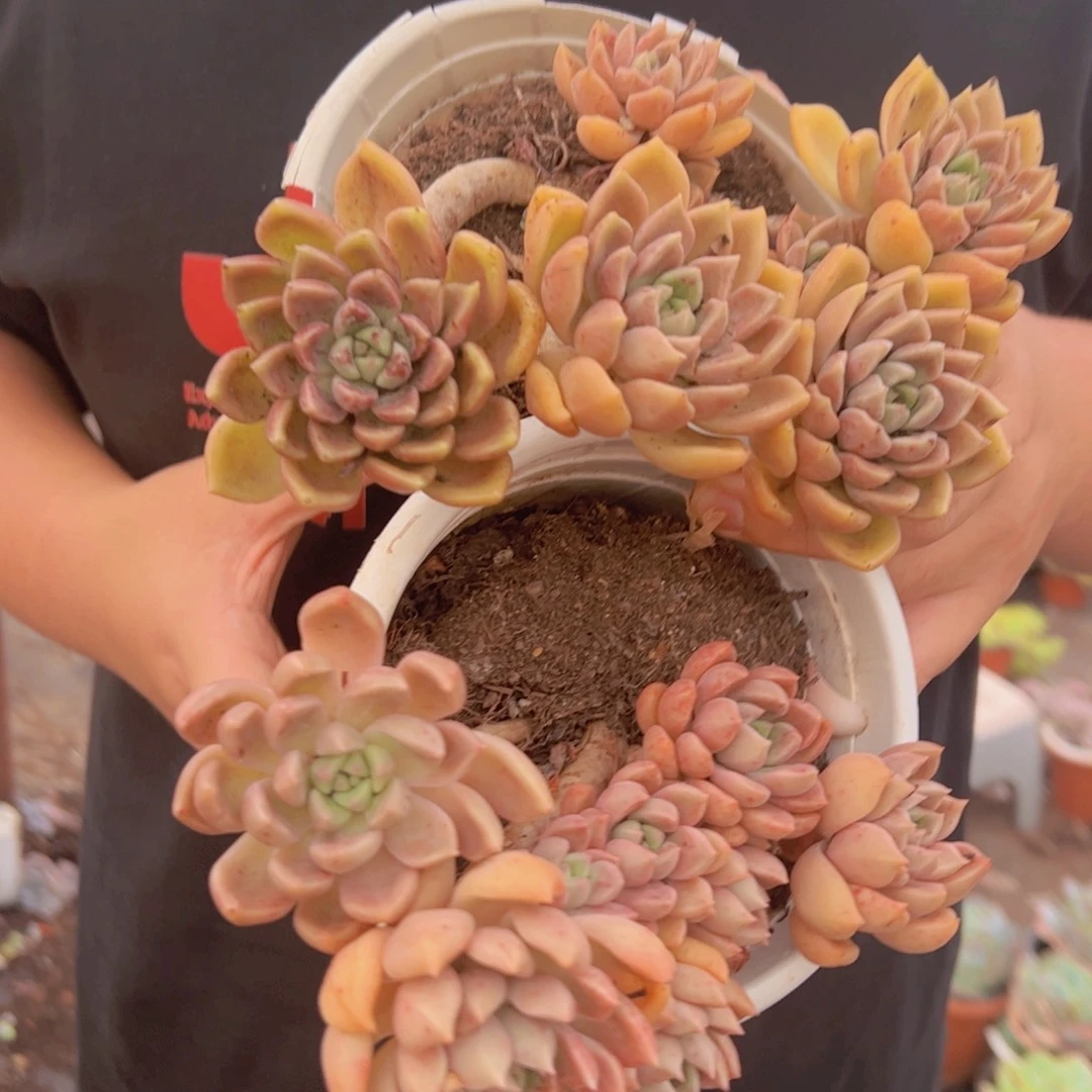 油漆桶整装整群两盆