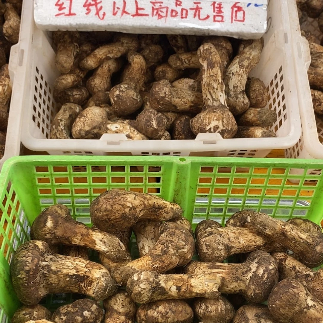 福利款中国大陆28号