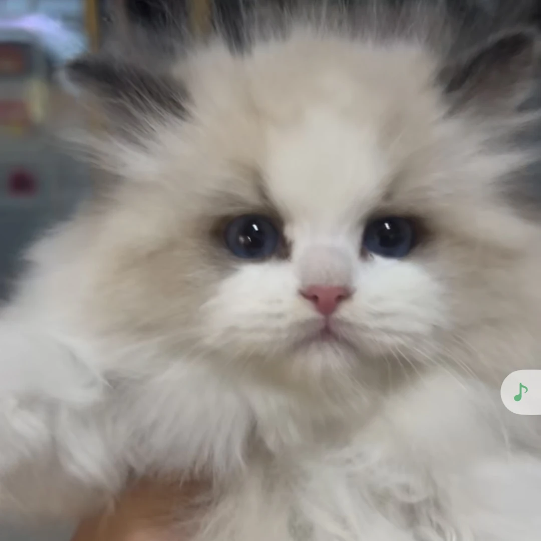 （汕头藤蔓宠物猫专属）甜美可爱活体猫咪