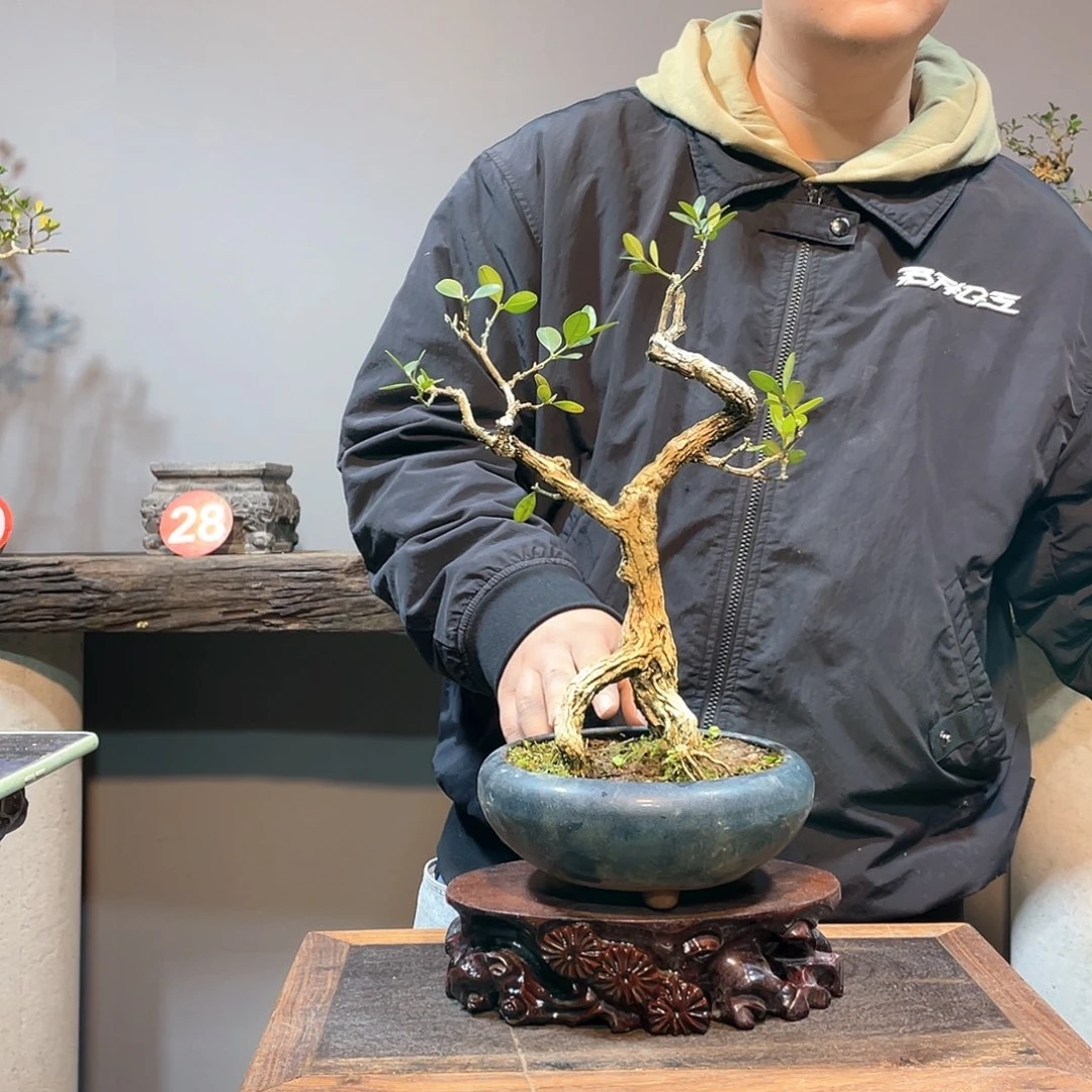 木谦**取脱盆海岛黄杨