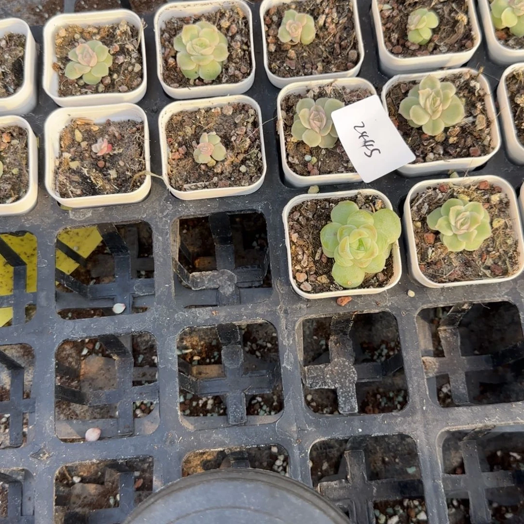 2445 一半托 满20包邮