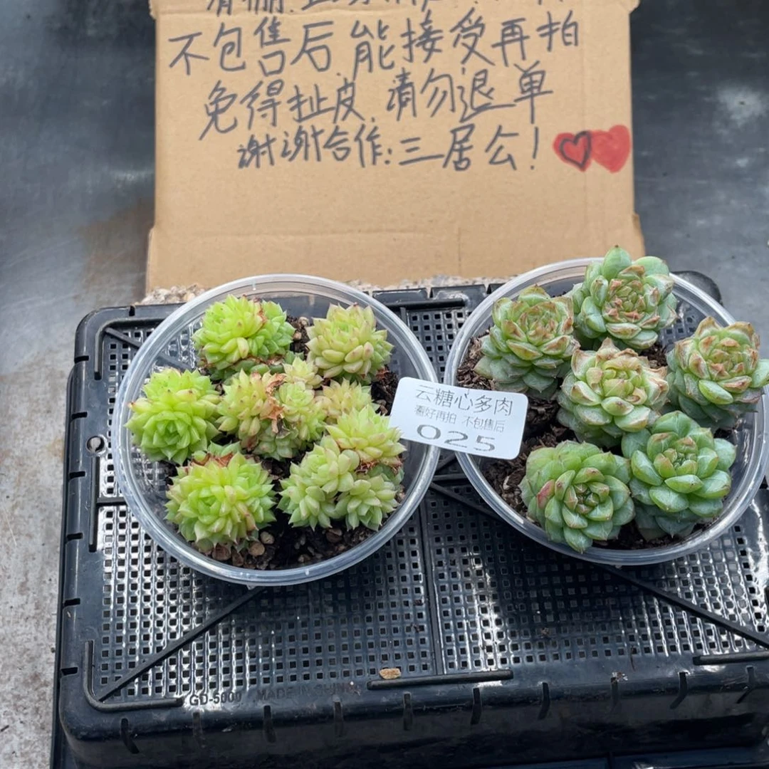 云糖心多肉植物25