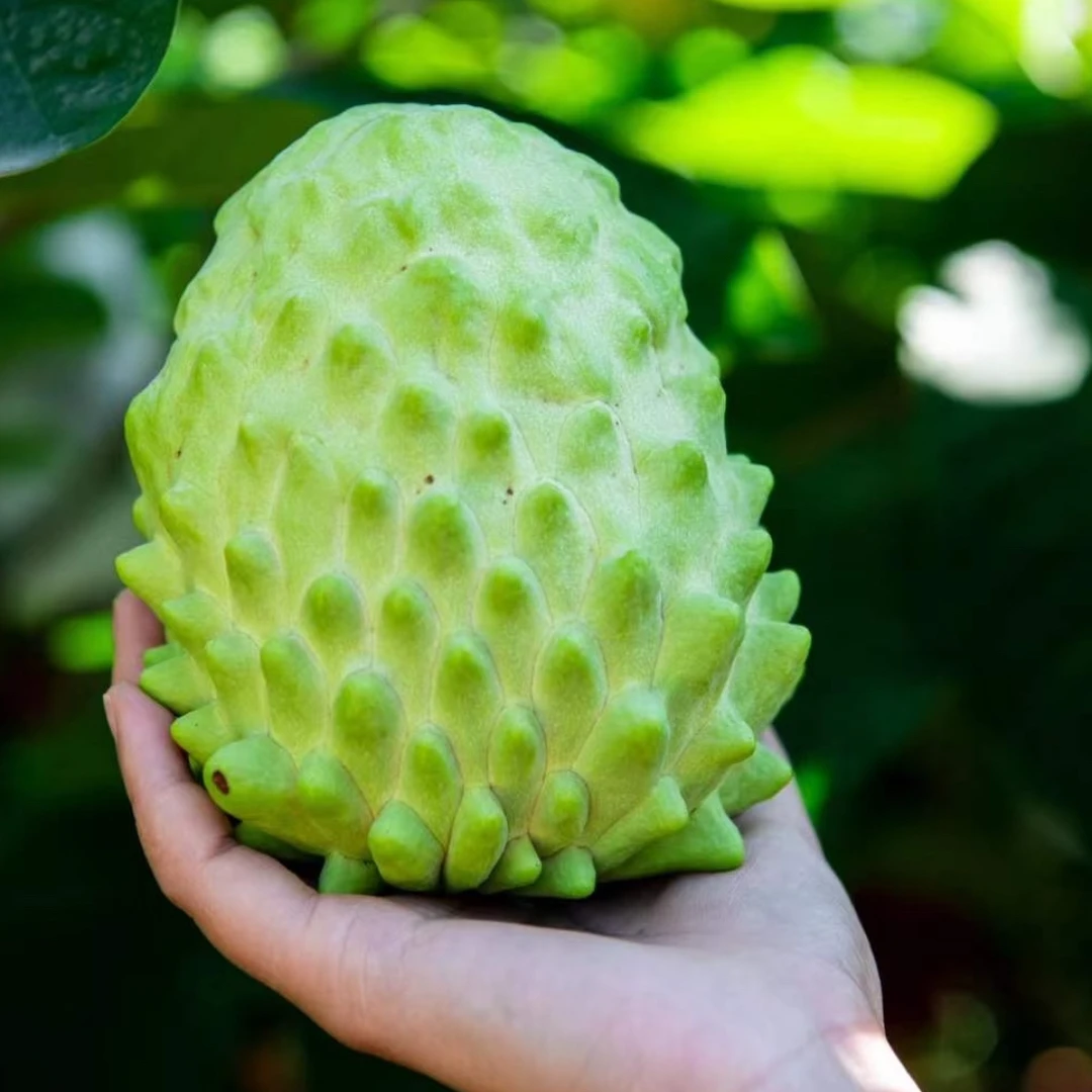云南高山高海拔露天种植牛奶释迦果