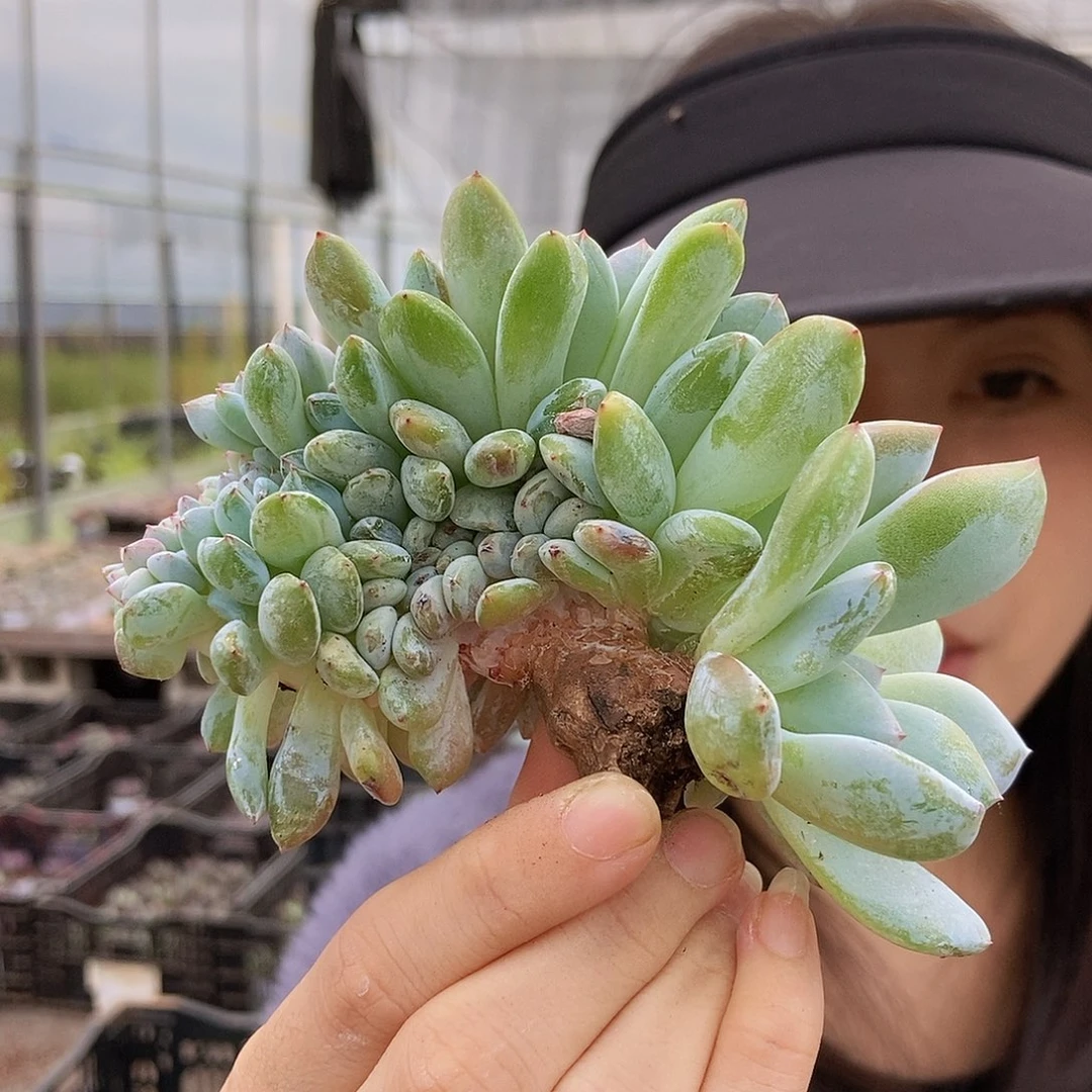 14-8星影缀化随机