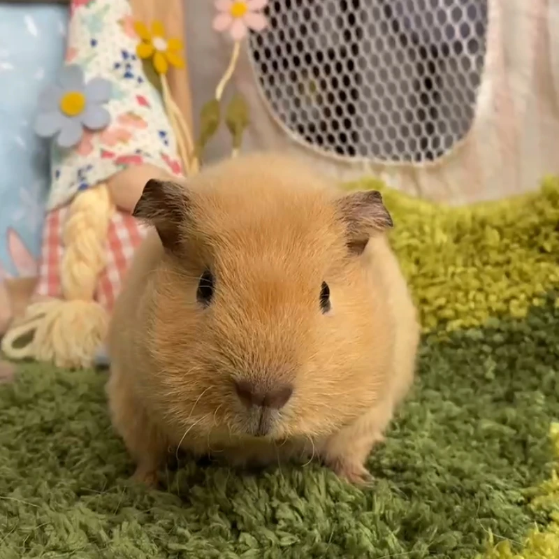 261号荷兰猪豚鼠活体宠物天竺鼠直播挑选美泰弟弟生日：9-18（C20）