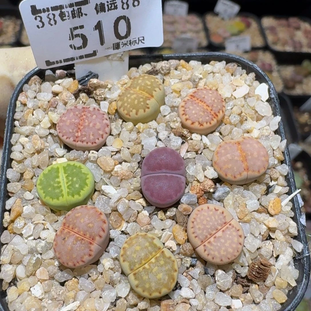 S***!Ssss精品生石花510