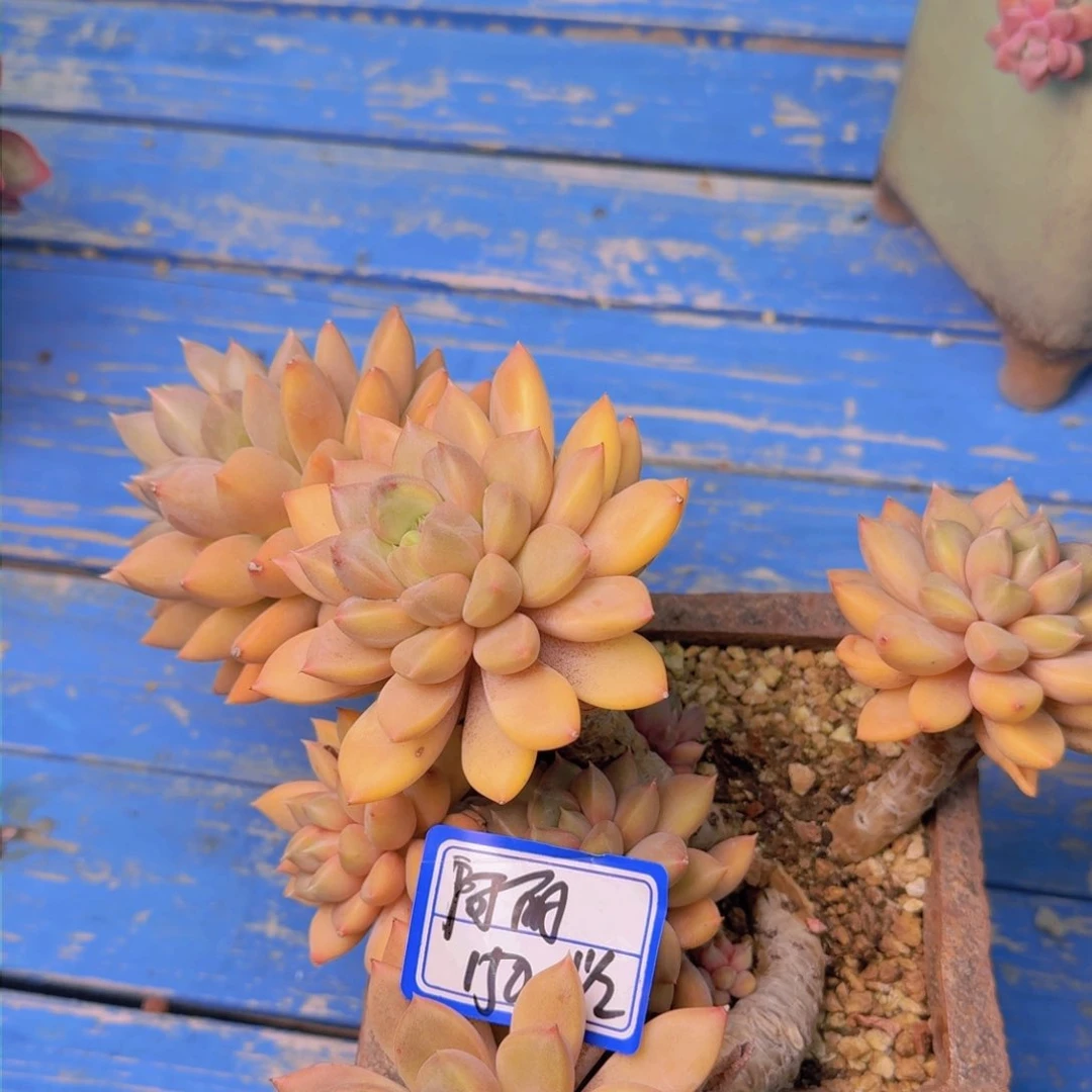 阿*阿丽红象牙凡艺多肉