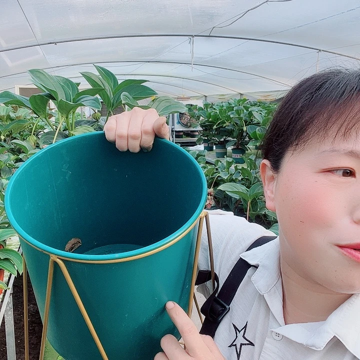 ?****?宝莲灯开花开花