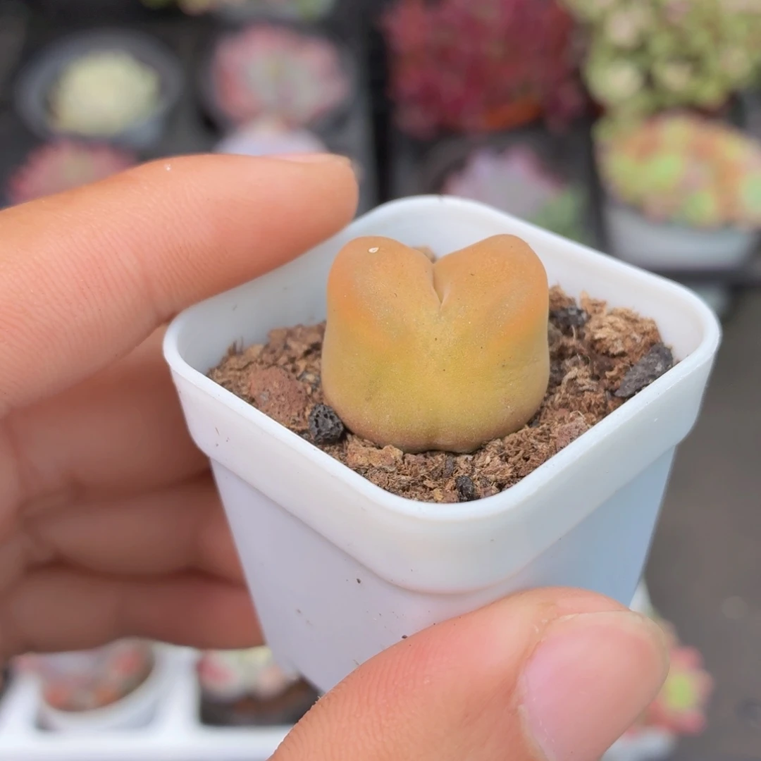 蟠桃毛汗尼多肉9.9包邮发货