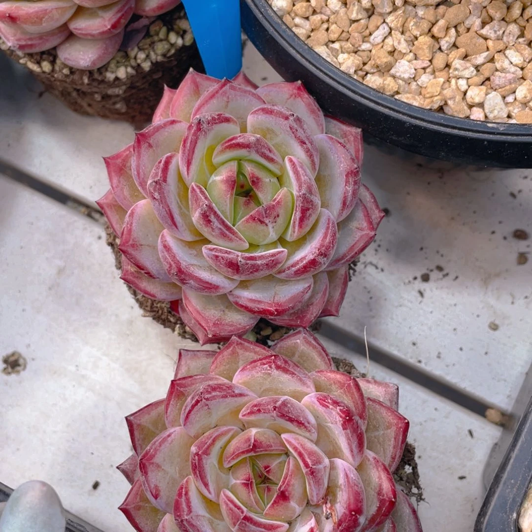 0601-11-夜魔侠大单头一颗