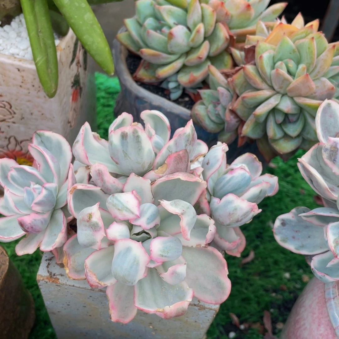 多肉植物盆栽多肉