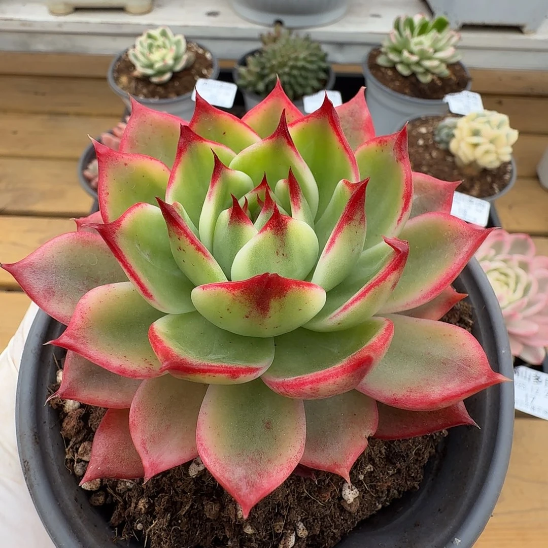 桃花锦111111226-23