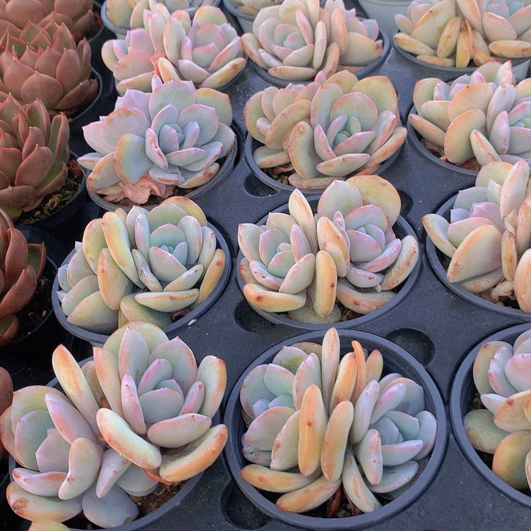 双头奶茶2345677889999