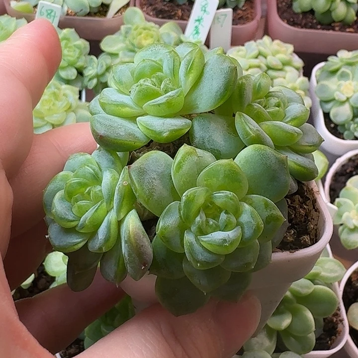 飘枝甜心4头群特价