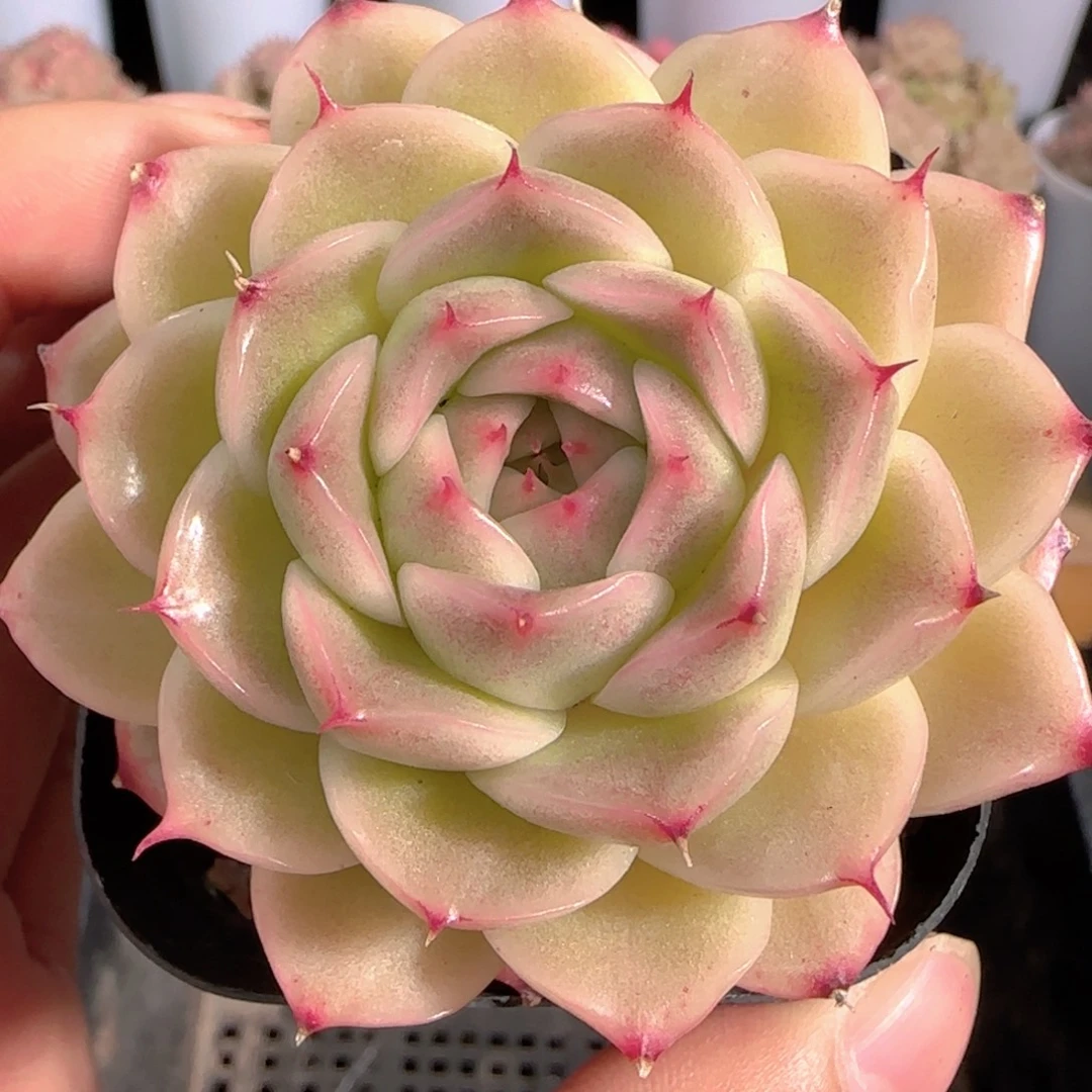 多肉0105-236包子麦秆