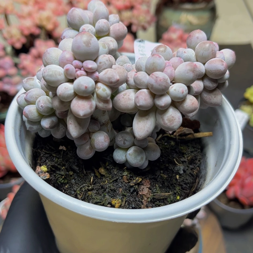 939香水手指11厘米多肉