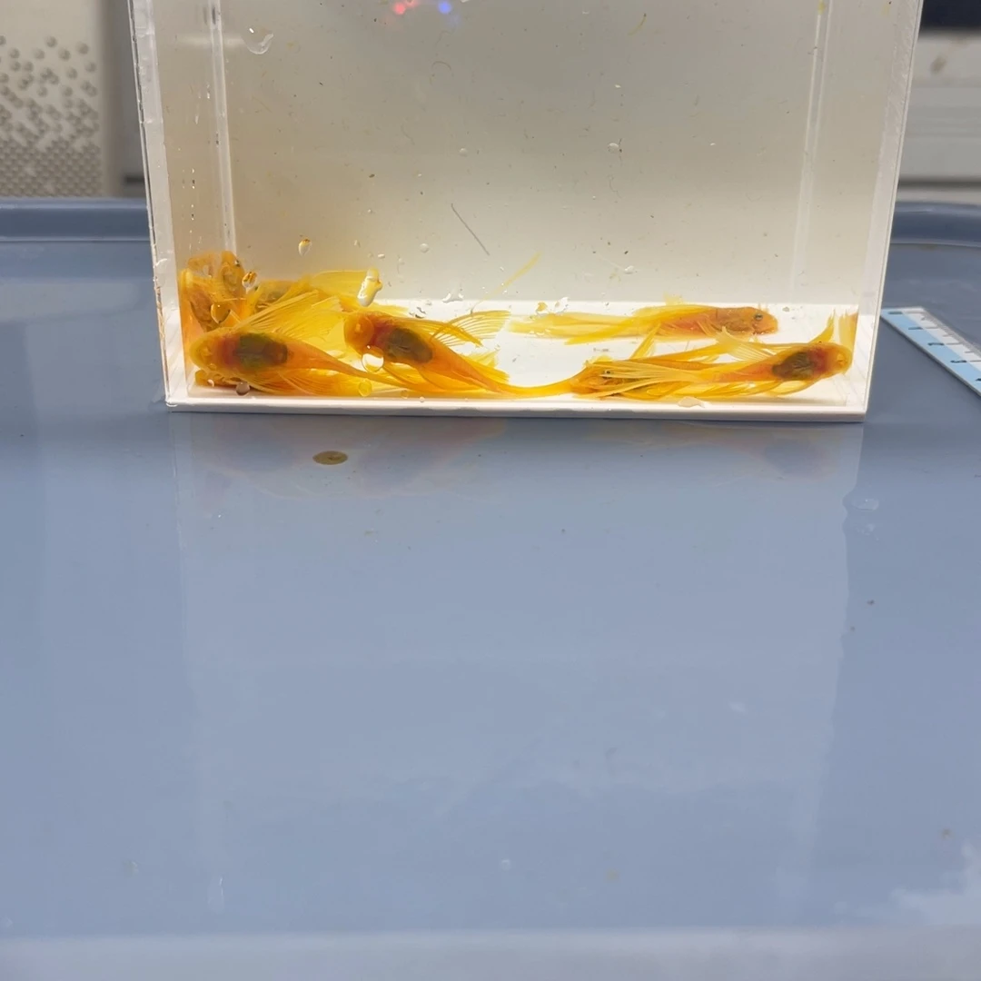 孔雀鱼中号帆10条开箱视频报损