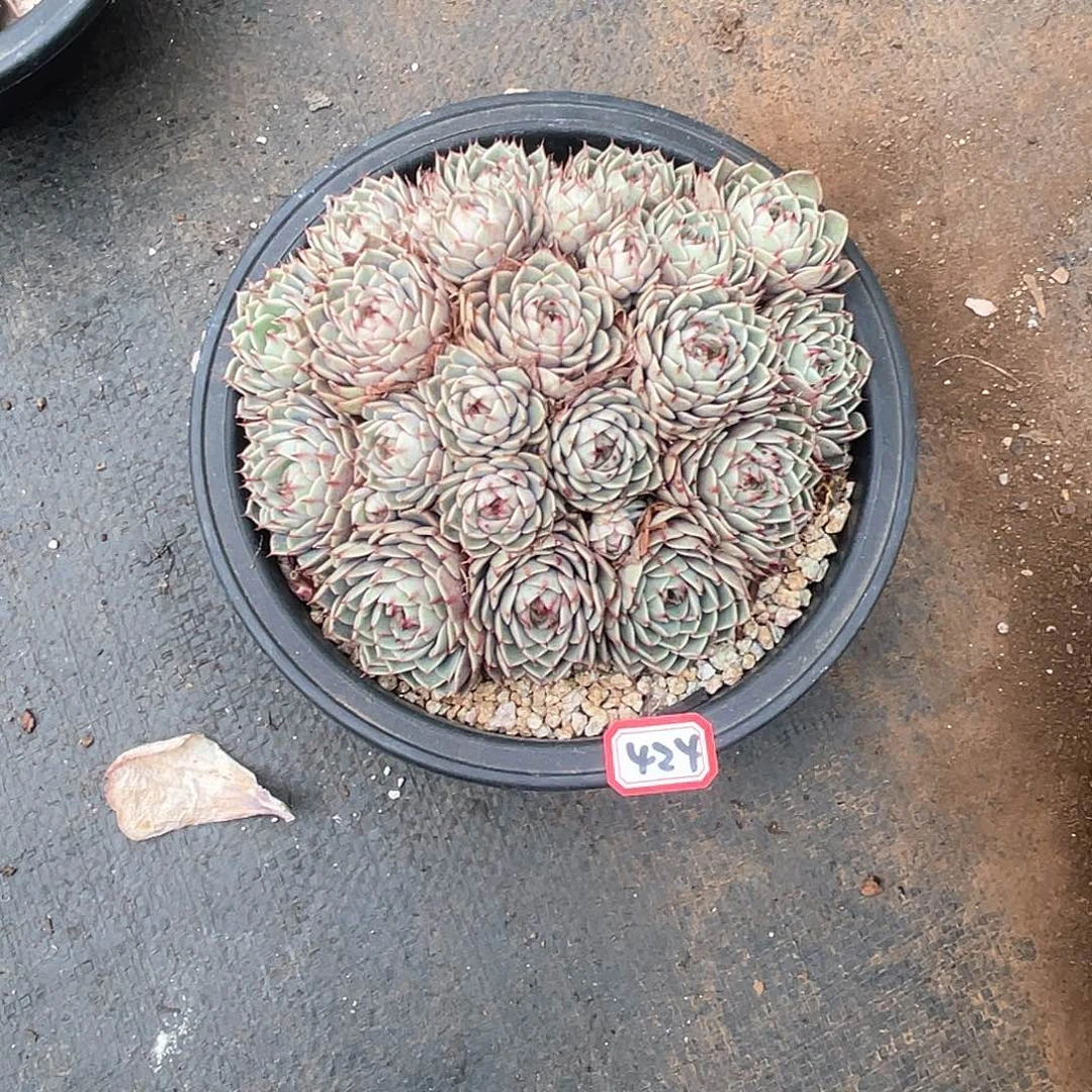 424苯巴蒂斯 一物一拍多肉