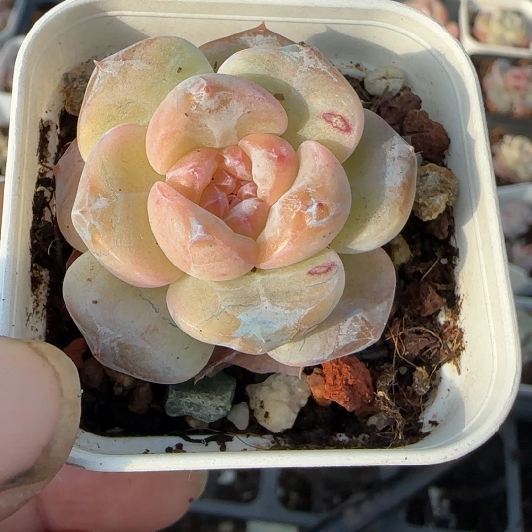 小卡拉米糖心一物一拍