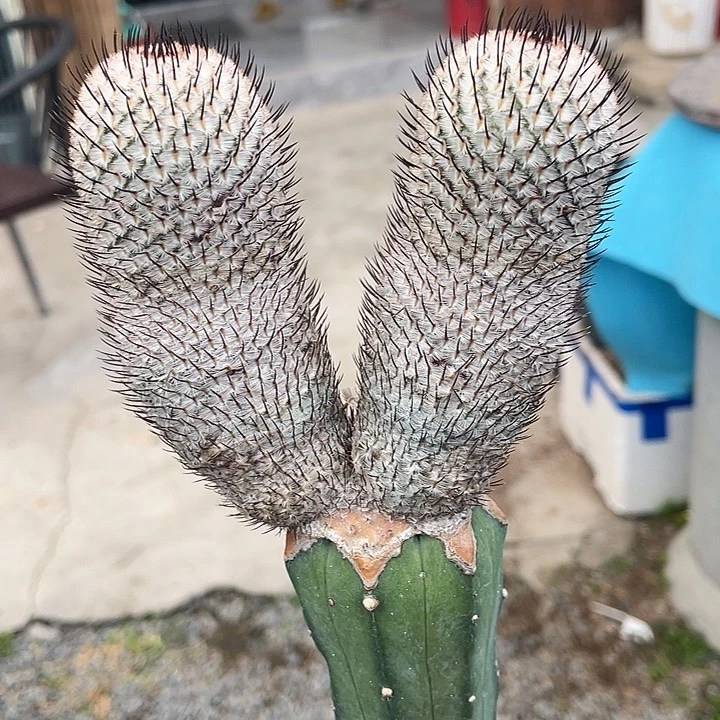 直刺佩雷嫁接龙神木