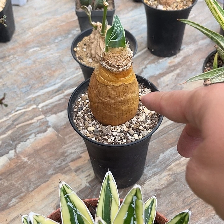 无花朵老家产地巨凤之卵