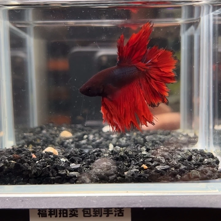 斗鱼竞拍跑单拉黑25日德古拉吸血鬼绣球