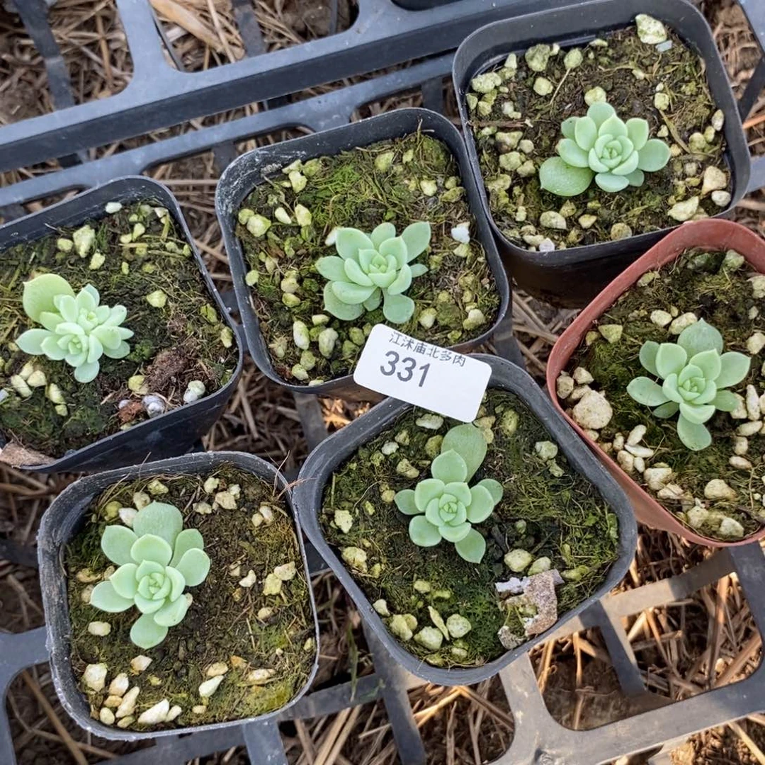 标331泼天财富一个量拍