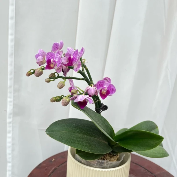 蝴蝶兰 （小美人）开花株福利