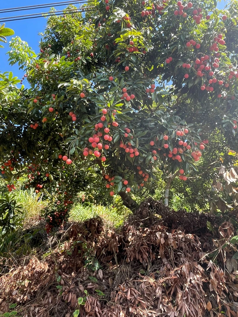 自家果树新鲜现摘现发桂味糯米糍荔枝当季水果顺丰发货坏果包赔