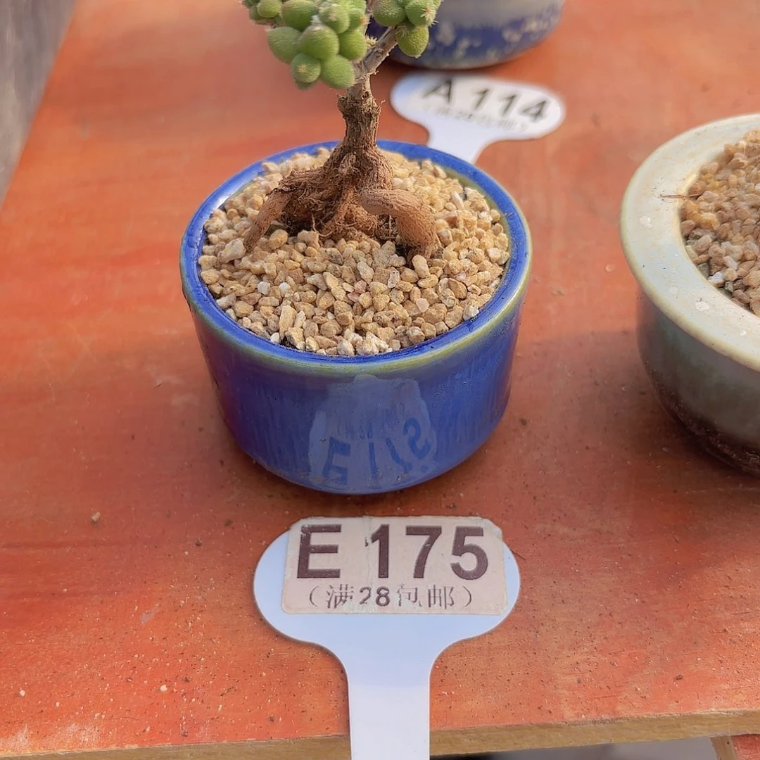 E175玉米一物一拍