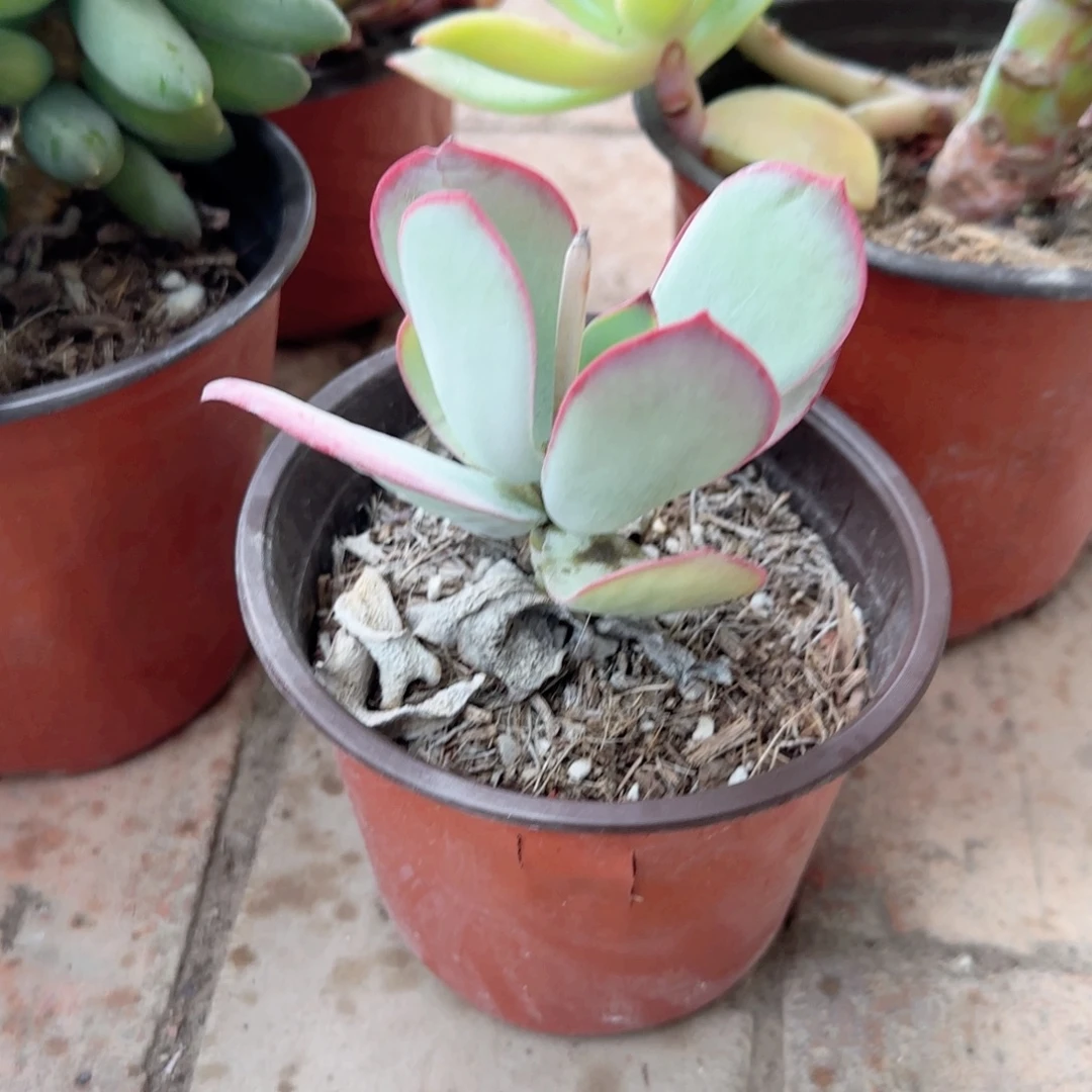 *****无花朵白眉小单头