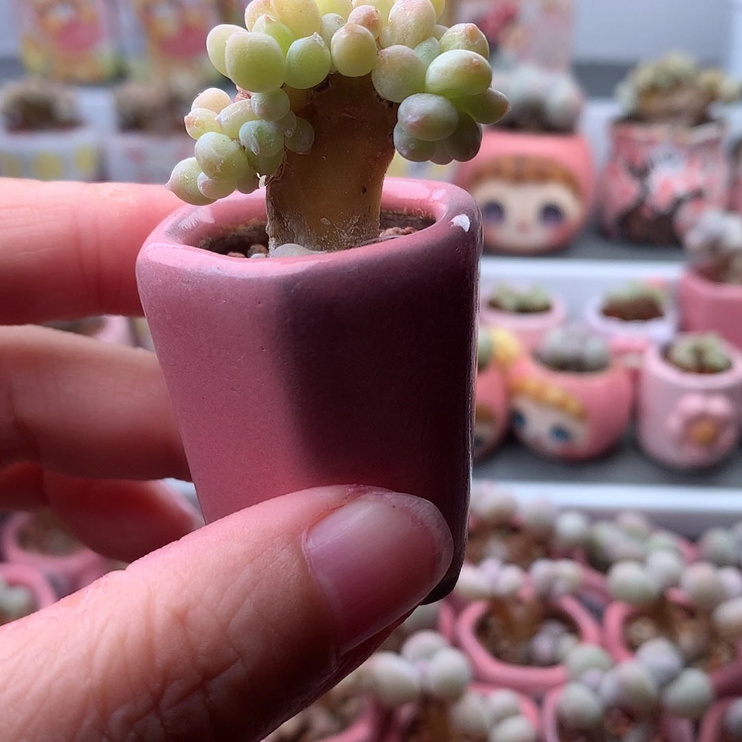 萤火虫奶酪带盆发货