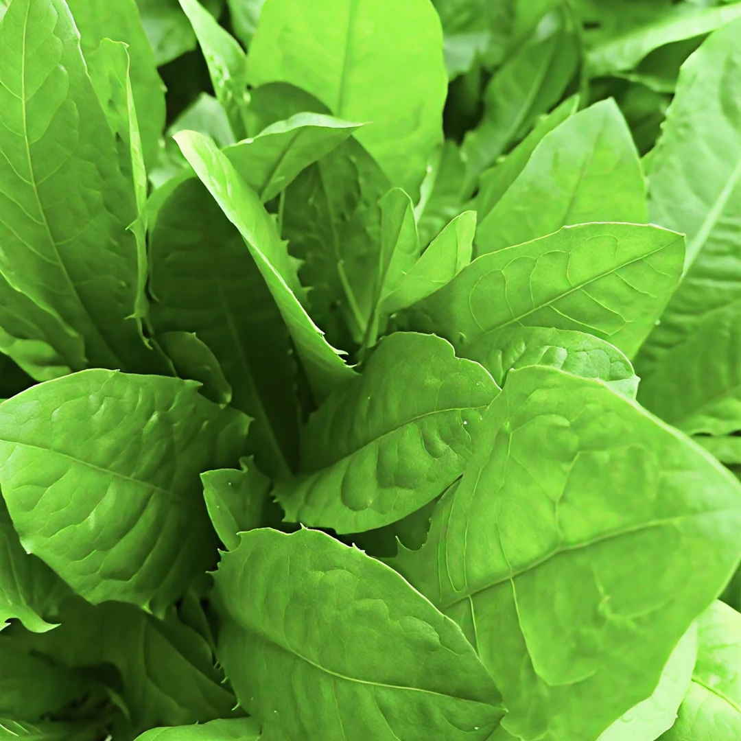 自冉香河南新鲜现挖大叶蒲公英农家应季野菜整棵带根霜冻婆婆丁