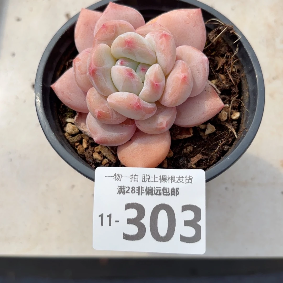 香橙单头多肉多肉