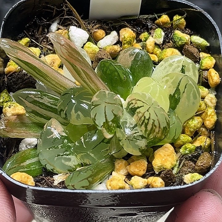 186多头红太阳锦极上斑
